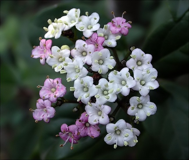 Marfull (Viburnum tinus)