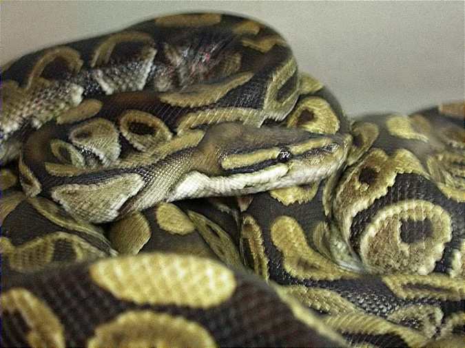 Pitó (Python regius)