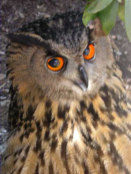 Duc (Bubo bubo)