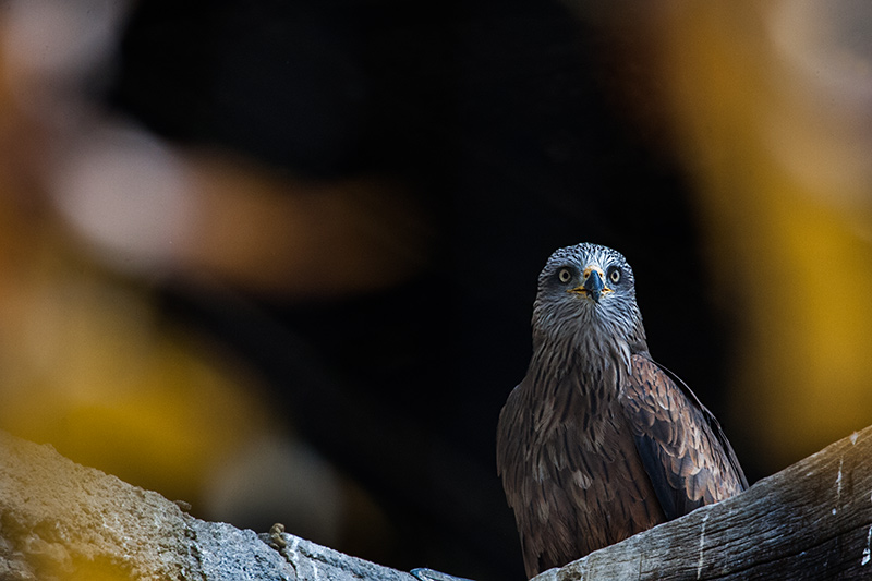 Milà negre (Milvus migrans)