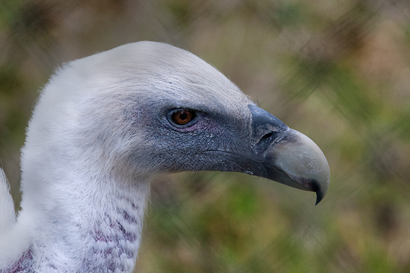 Volto comú (Gyps fulvus)