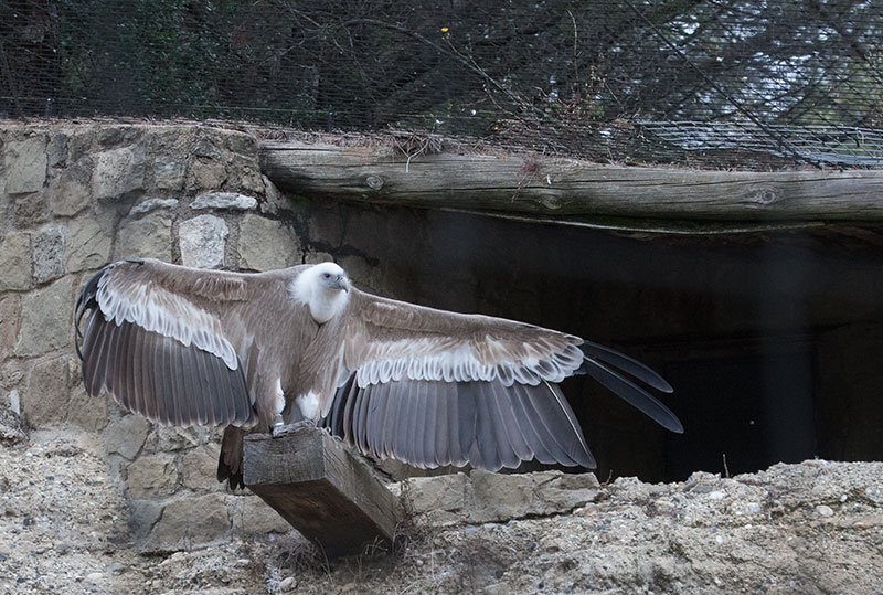 Volto comú (Gyps fulvus)