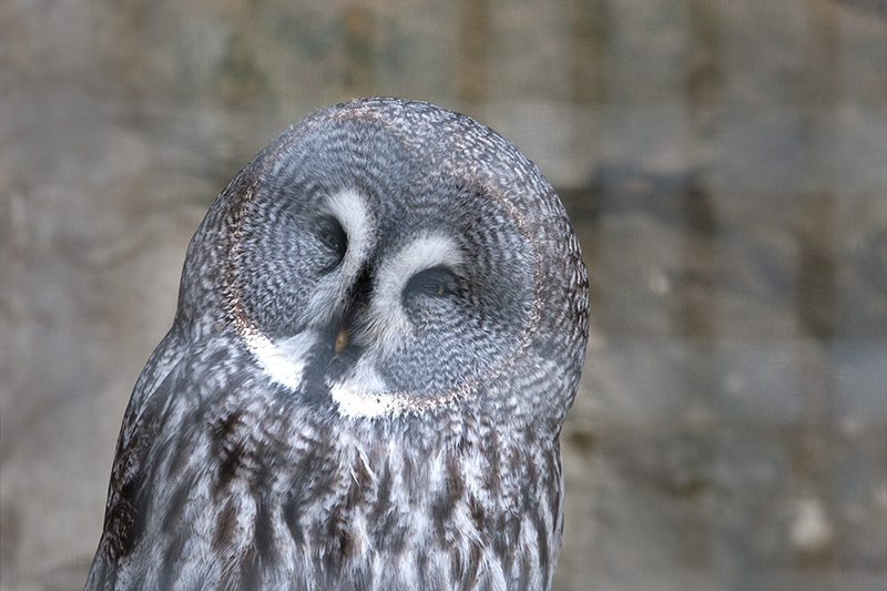 Gamarús de Lapònia (Strix nebulosa)