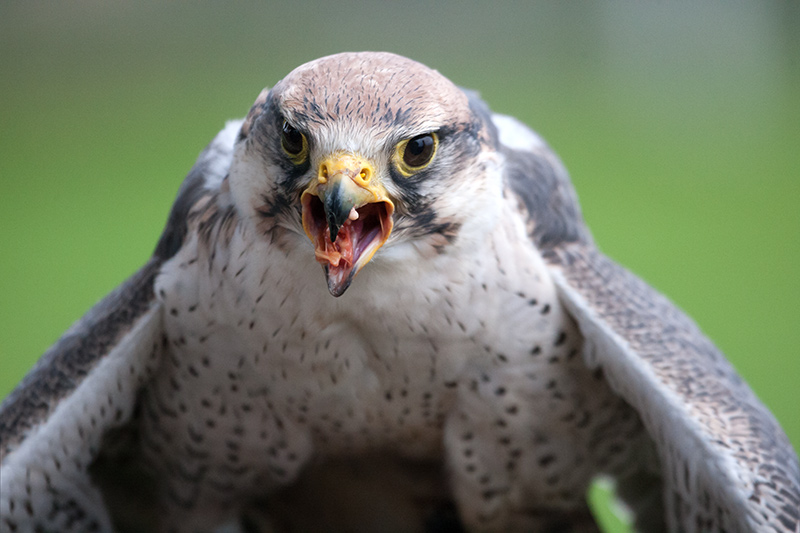 Falcó llaner (Falco biarmicus) 23de23