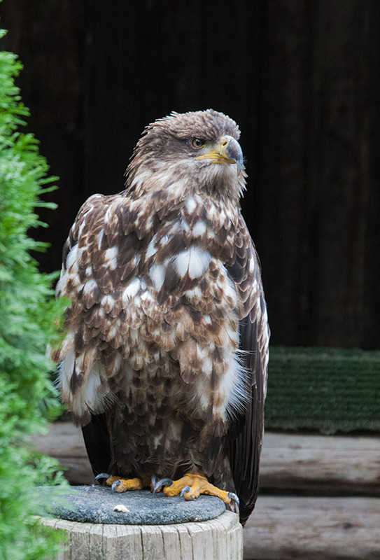 Àliga de cap blanc (Haliaeetus leucocephalus)