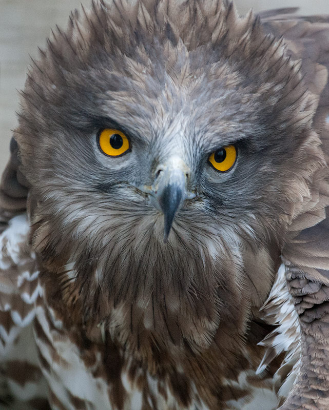 Àguila marcenca (Circaetus gallicus)