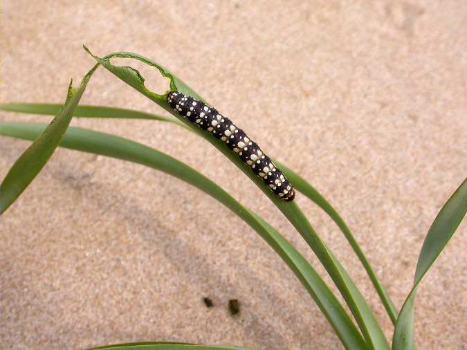 Brithys crini ssp. pancratii sobre lliri de mar (Pancratium maritimum)