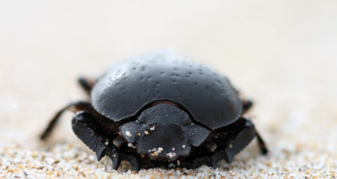 Escarabat Piloter (Ateuchus Sacer)