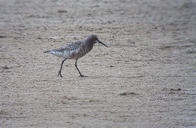 Territ becllarg (Calidris ferruginea)