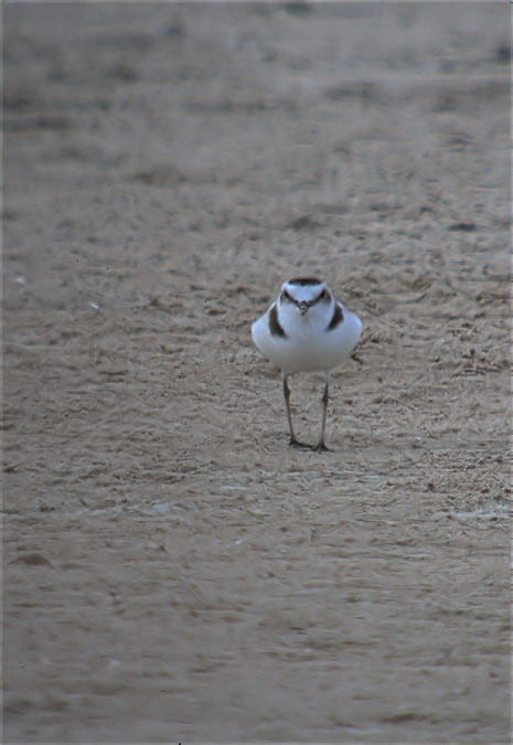 Corriol camanegre (Charadrius alexandrinus)