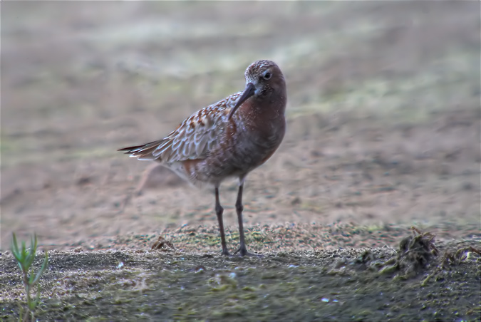 Territ becllarg (Calidris ferruginea)