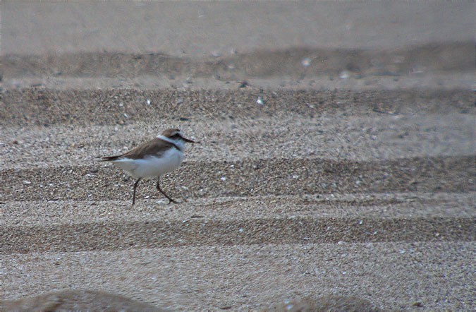 Corriol camanegre (Charadrius alexandrinus)