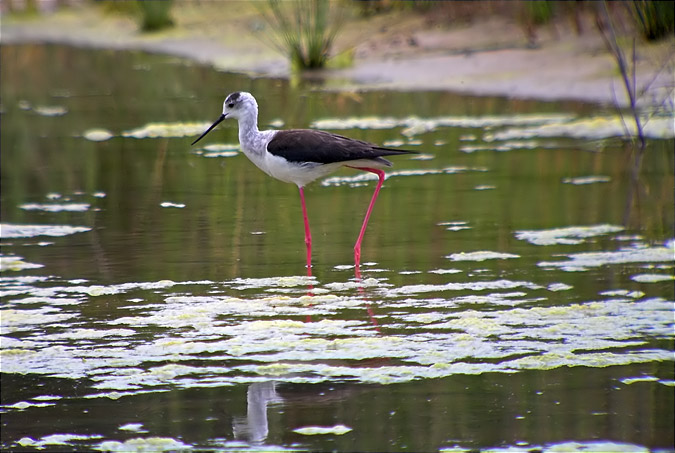 Cames llargues (Himantopus himantopus)