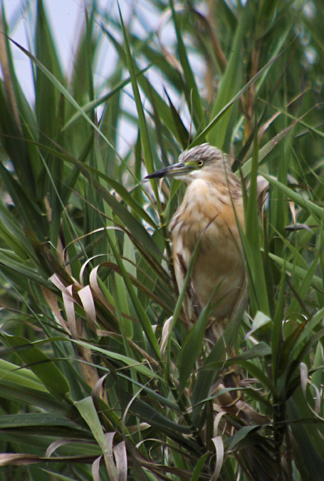 Martinet ros (Ardeola ralloides)