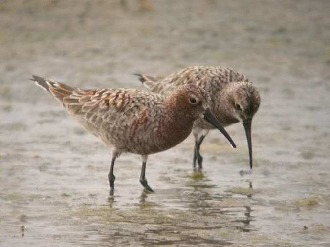 Territ becllarg (Calidris ferruginea)