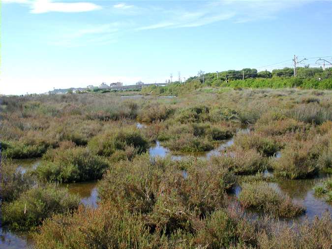 Aigüamolls continuació del Estany del Sol (Torredembarra)