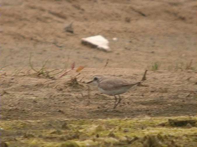 Corriol camanegre juvenil (Charadrius alexandrinus)