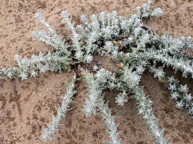 Perlina blanca, cotonet de mar (Otanthus maritimus)