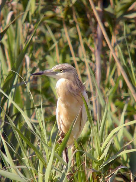 Martinet ros, Garcilla cangrejera (Ardeola ralloides)