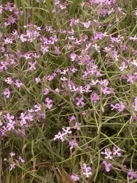 Violer marí (Matthiola sinuata), mata