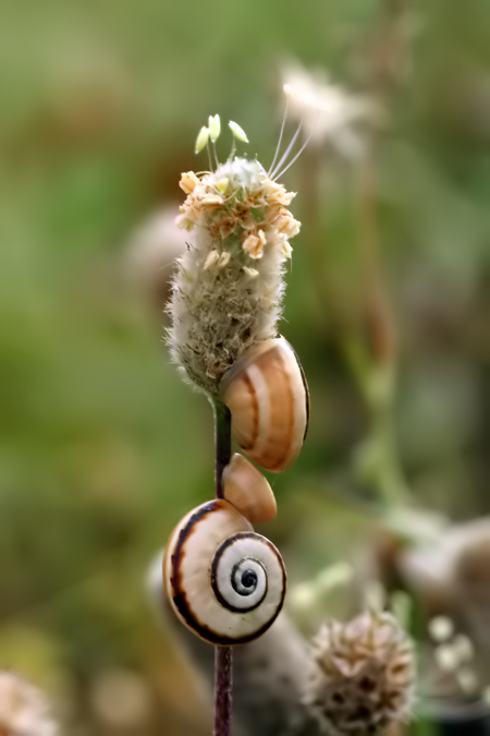 Cargol ( Xerosecta arigonis )