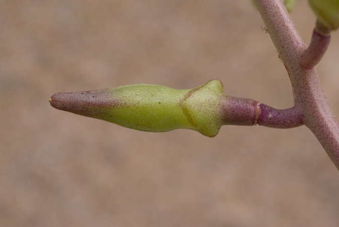 Plantes de dunes : Cakile maritima