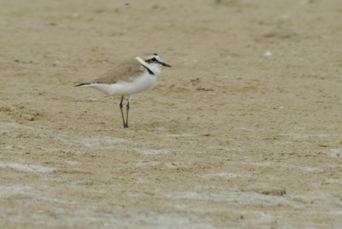 corriol camanegre (Charadius alexandrinus)