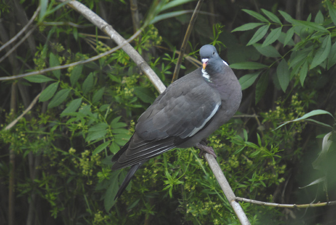 tudó (Columba palumbus)