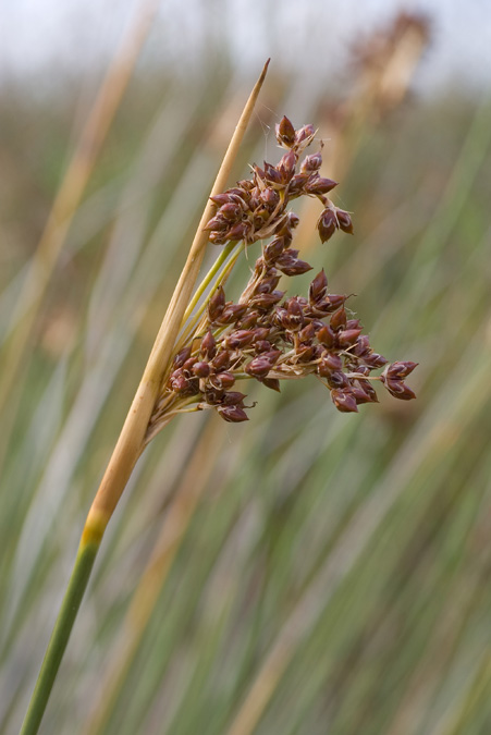 Plantes de dunes 9: Juncus acutus