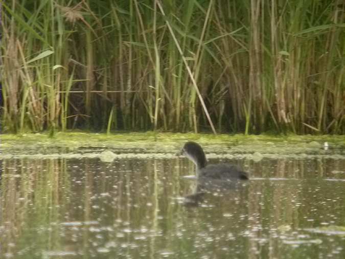 Cria de fotja (Fulica atra)