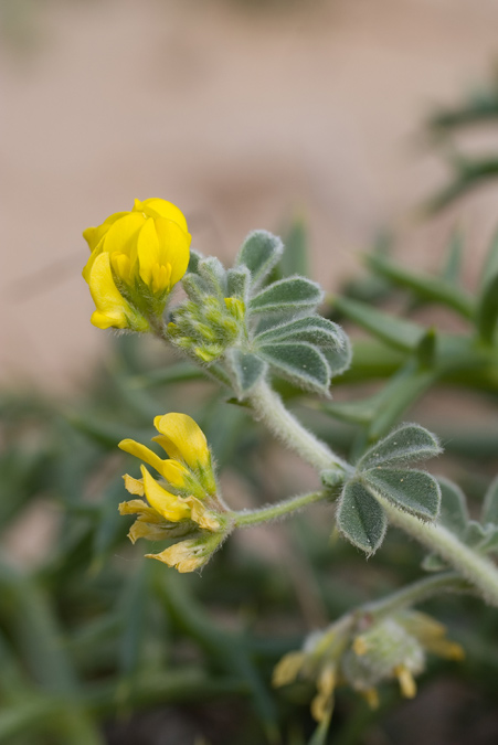 Plantes de dunes 12: Medicago marina