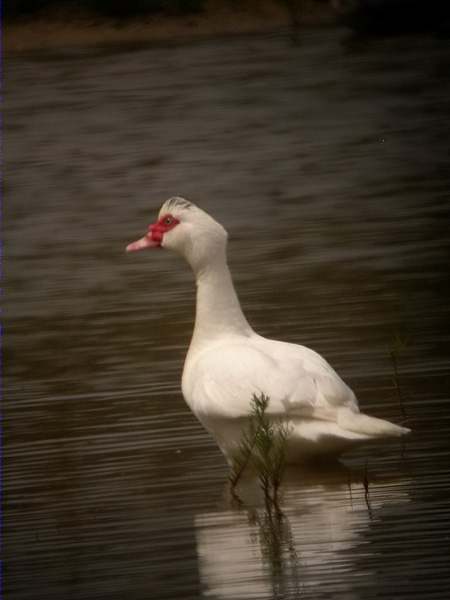 Ànec mut (Cairina moschata)