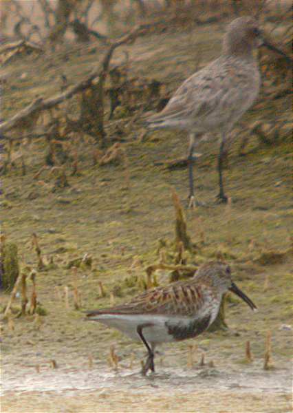 Territ variant femella plomatge d'estiu (Calidris alpina) amb territ becllarg darrera