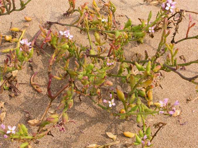 Rave de mar (Cakile maritima)