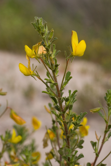 Plantes de dunes 13: Ononis natrix