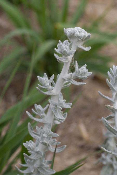 Plantes de dunes 15: Otanthus maritimus