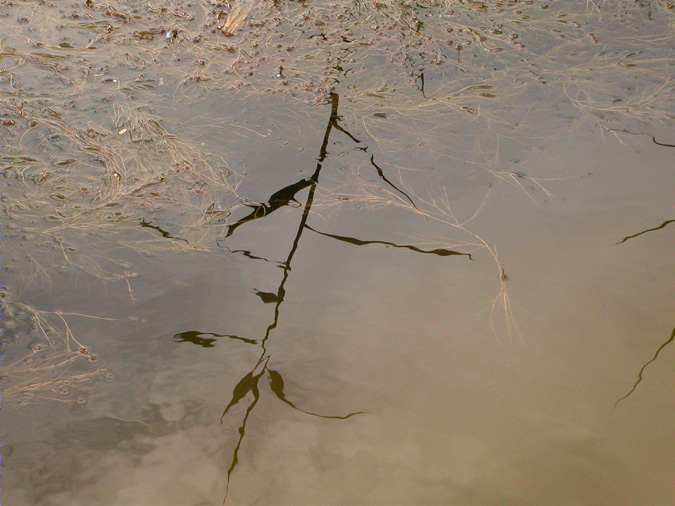 Potamogeton (Potamogeton pectinatus) i ombra de canya (Arundo donax)