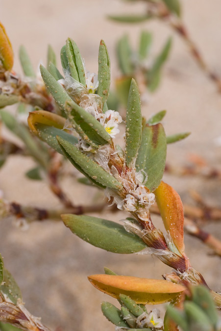 Plantes de dunes 16: Polygonum maritimum