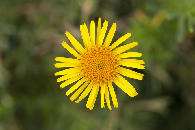 Plantes de dunes 17: Pulicaria dysenterica