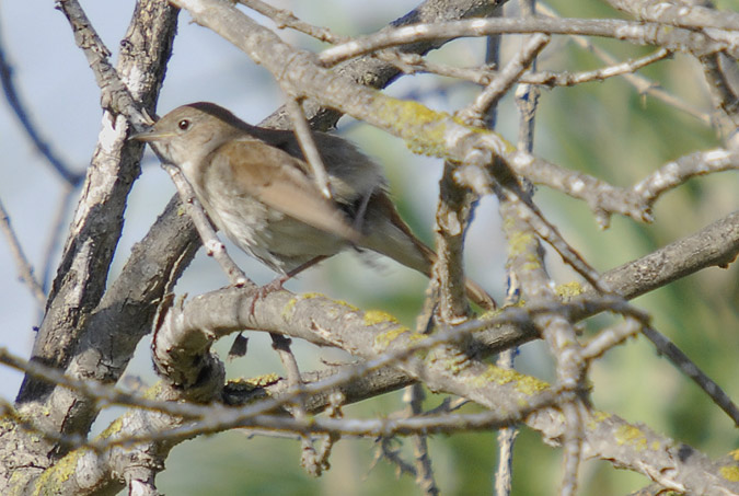 rossinyol ( Luscinia megarhyncos)