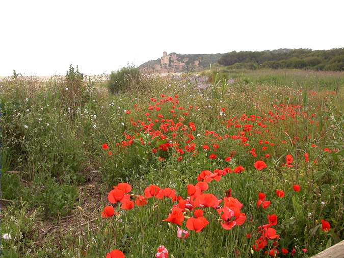 Roselles (Papaver rhoeas) amb el Castell de Tamarit al fons