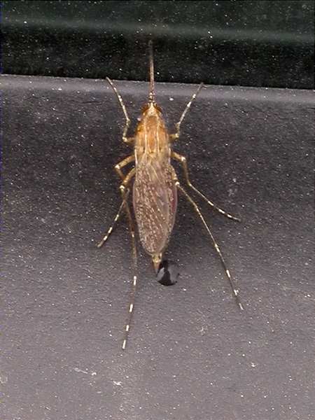 Mosquit tigre hembra