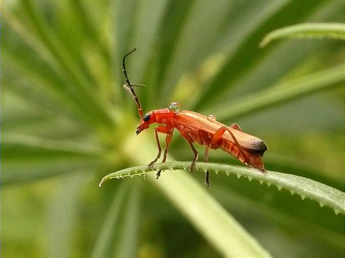 Rhagonycha fulva "under the rain"