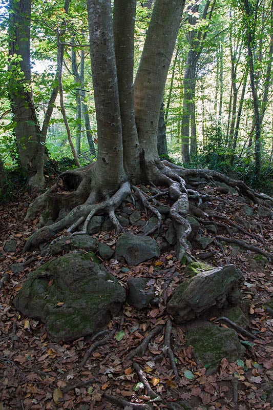 Parc Natural zona volcànica Garrotxa