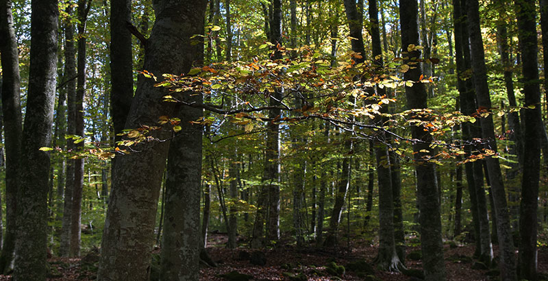 Parc Natural zona volcànica Garrotxa