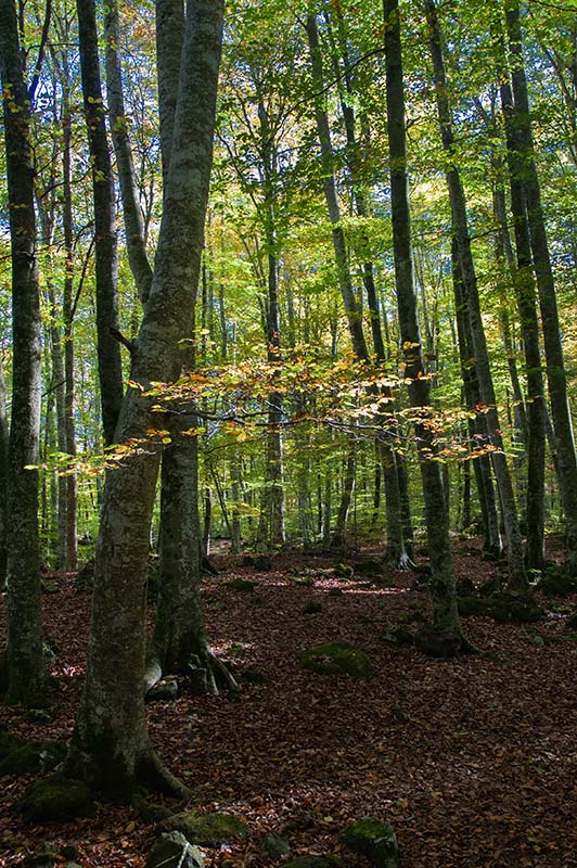 Parc Natural zona volcànica Garrotxa