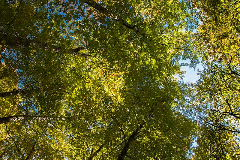 Parc Natural zona volcànica Garrotxa