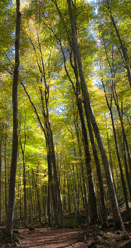 Parc Natural zona volcànica Garrotxa