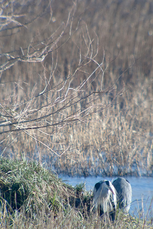 Bernat pescaire (Ardea cinerea)