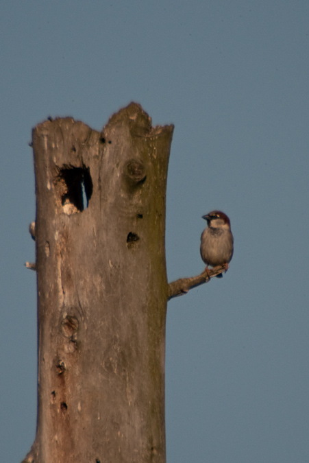 Pardal comú (Passer domesticus)